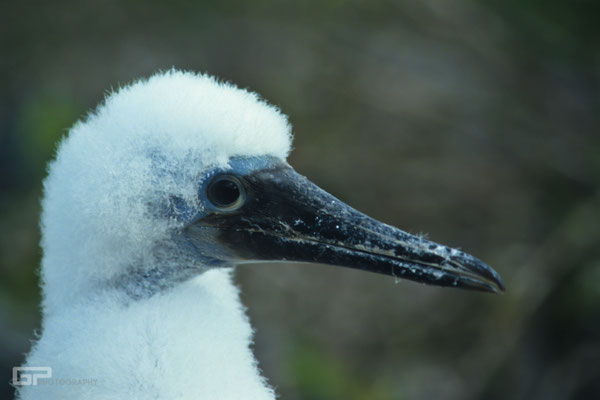 Blue-footed Booby - Galapagos, Ecuador - 1995