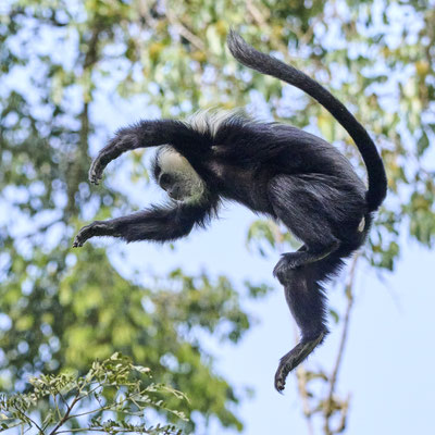 Mantelaffe oder Guereza / Mantled guereza (Colobus guereza)