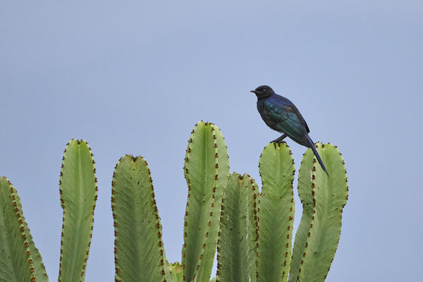 Schweifglanzstar / Rueppell's glossy-starling (Lamprotornis purpuropterus)
