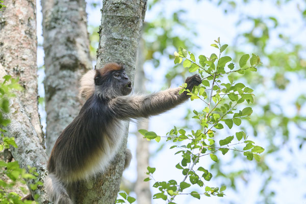 Uganda-Stummelaffe / Ugandan red colobus  (Piliocolobus tephrosceles)