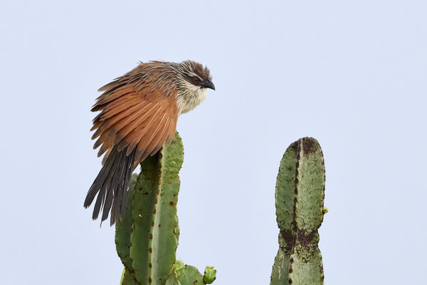Weissbrauenkuckuck / white-browed coucal (Centropus superciliosus)