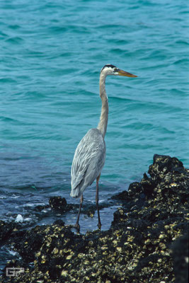 Great Blue Heron - Galapagos, Ecuador - 1995