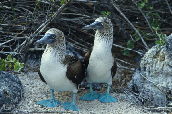 Blue-footed Booby - Galapagos, Ecuador - 1995