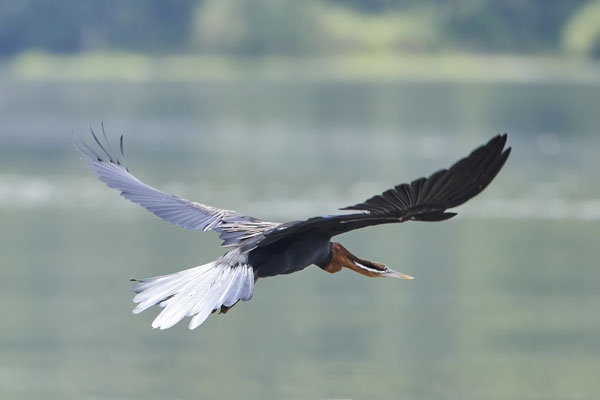 Afrika-Schlangenhalsvogel / African darter or snakebird (Anhinga rufa) 