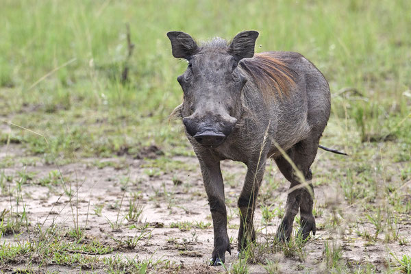 Warzenschwein / common warthog (Phacochoerus africanus)