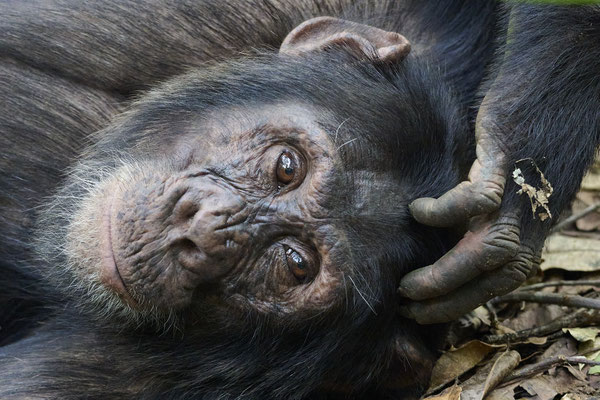Schimpanse / Chimpanzee (Pan troglodytes)