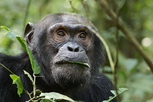 Schimpanse / Chimpanzee (Pan troglodytes)