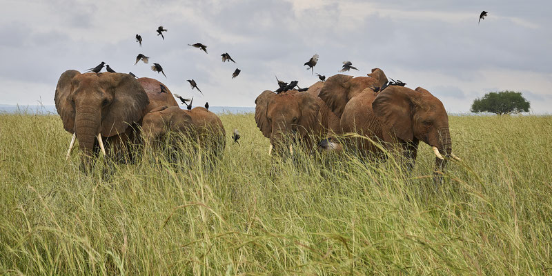 Afrikanische Savannen-Elefant / African savanna elephant (Loxodonta africana)