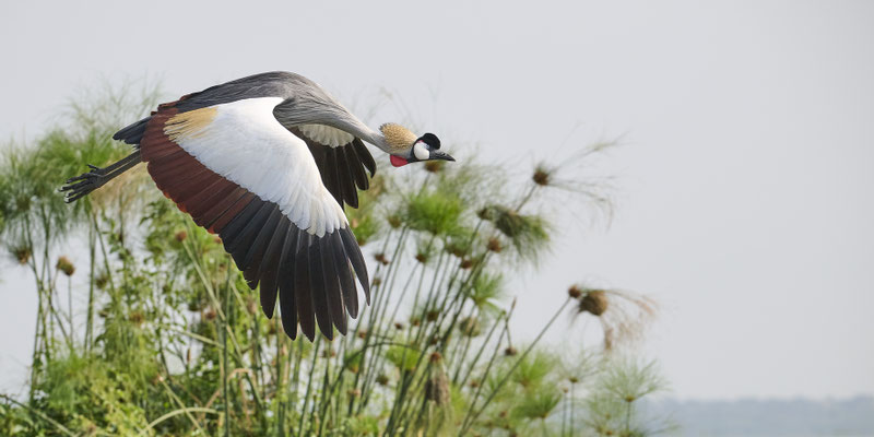Südafrika-Kronenkranich / Grey crowned crane (Balearicina regulorum)