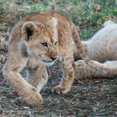 Young lion (Junger Löwe)