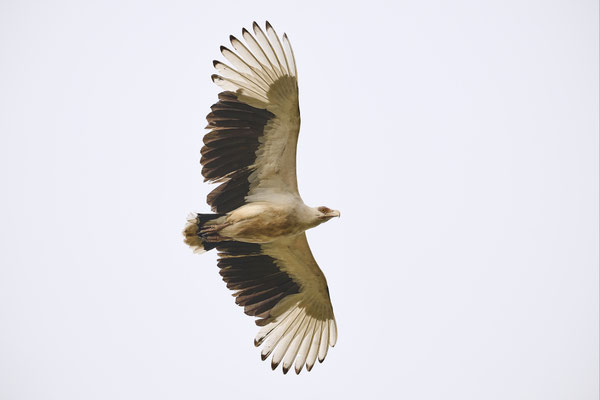 Palmgeier / Palm-nut vulture (Gypohierax angolensis)