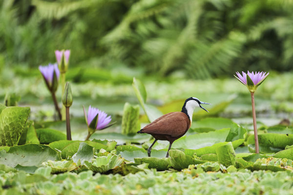 Blaustirn-Blatthühnchen / African jacana (Actophilornis africanus)