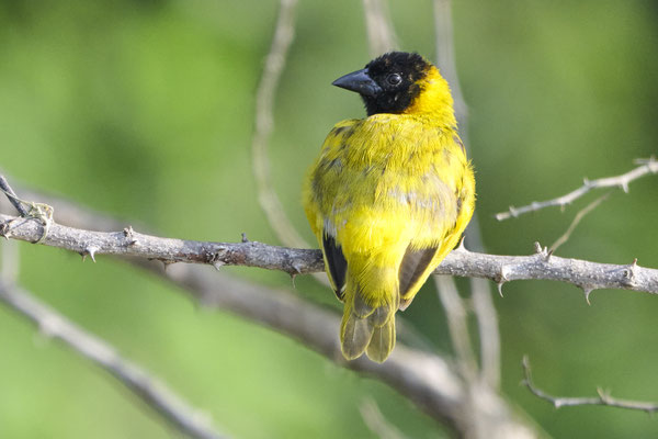 Schwarzkopfweber / Black-headed weaver or yellow-backed weaver (Ploceus melanocephalus