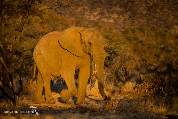 Elephant in the evening light (Elefant im Abendlicht)