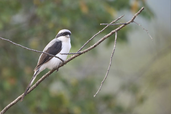 Graumantelwürger / Grey-backed fiscal (Lanius excubitoroides