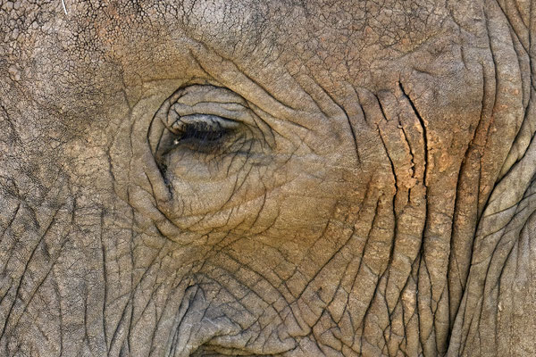Afrikanische Savannen-Elefant / African savanna elephant (Loxodonta africana)