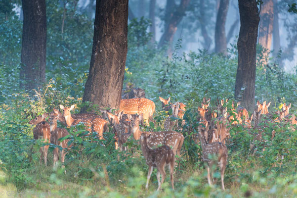Chital deer (Axishirsch) in the morning light, Chitwan National Park, Nepal, 2013