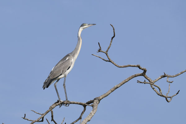 Schwarzhalsreiher / Black-headed heron (Ardea melanocephala)