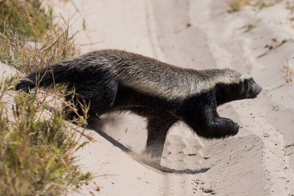 Honey Badger, Moremi Game Reserve, Botswana 2015