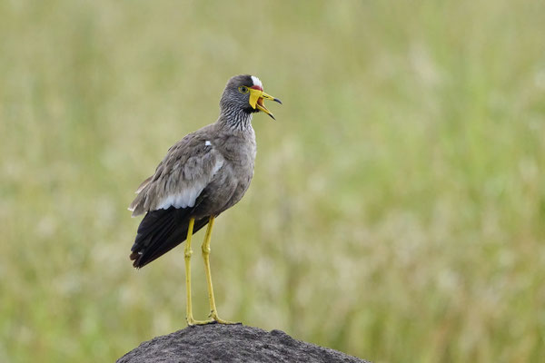 Senegalkiebitz / African wattled lapwing (Vanellus senegallus)