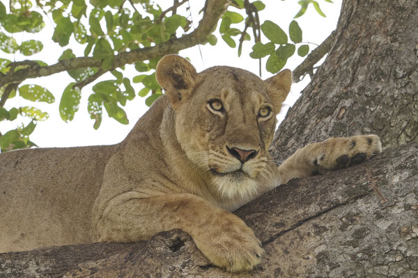 Löwe / Lion (Panthera leo) 