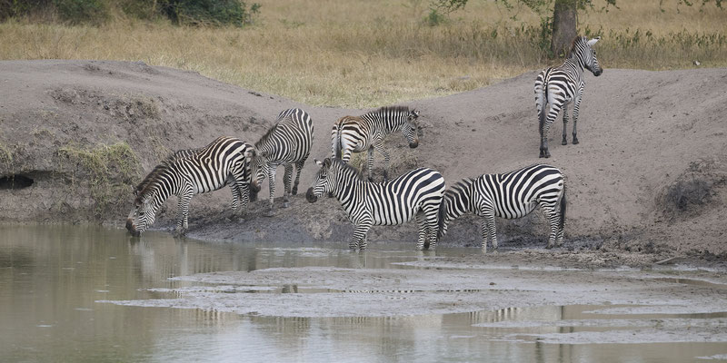 Zebras (Hippotigris) 