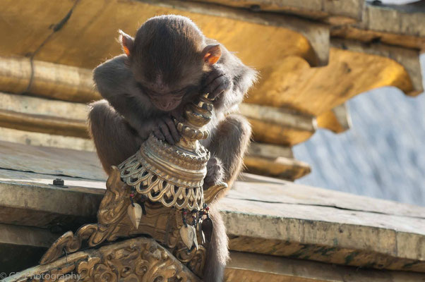 Swayambhunath, Nepal, 2013