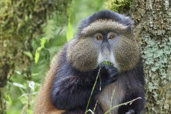 Goldmeerkatze / Golden monkey (Cercopithecus mitis kandti)
