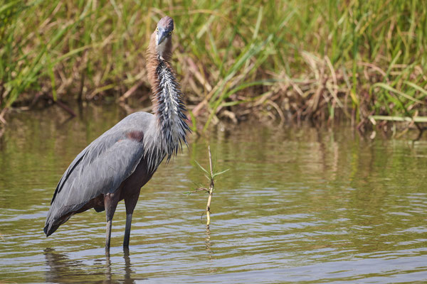 Goliathreiher /Goliath heron  (Ardea goliath)