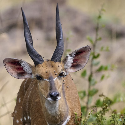 Südliche Schirrantilope / Cape bushbuck (Tragelaphus sylvaticus)