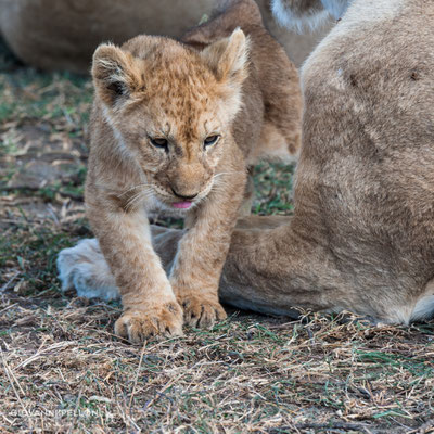 Young lion (Junger Löwe)