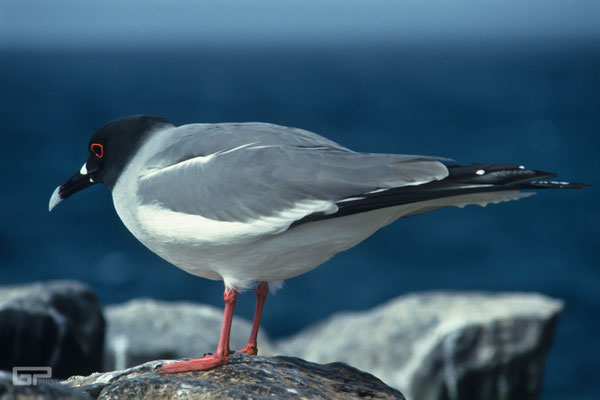 Swallow Tailed Gull - Galapagos, Ecuador - 1995