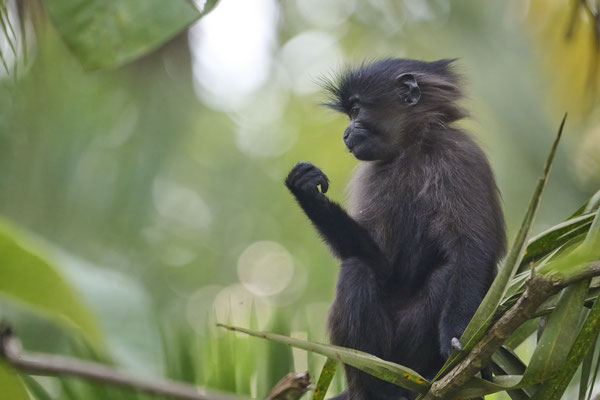 Grauwangenmangabe oder Uganda-Mangabe / Grey-cheeked mangabey (Lophocebus albigena)