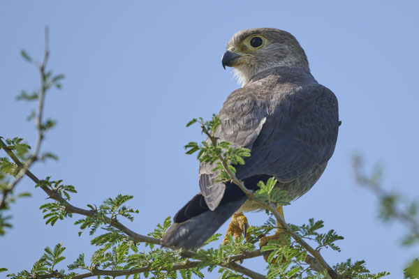 Graufalke / Grey kestrel (Falco ardosiaceus)