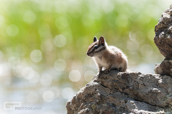 Golden-mantled ground squirrel - Bierstadt Lake - Rocky Mountain National Park - 2016