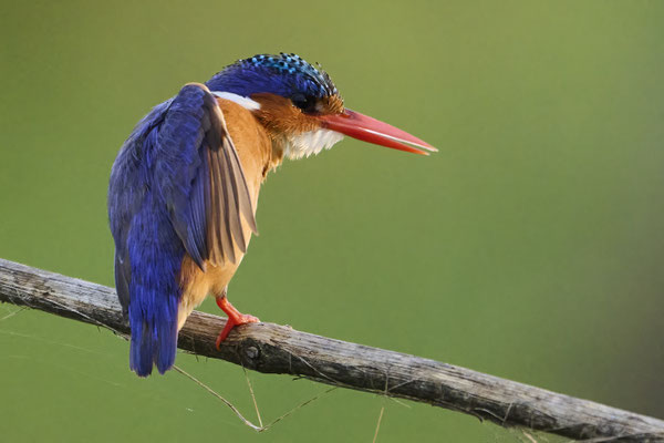 Haubenzwergfischer / Malachite kingfisher (Corythornis cristatus)