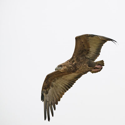 Gaukler / Bateleur (Terathopius ecaudatus)