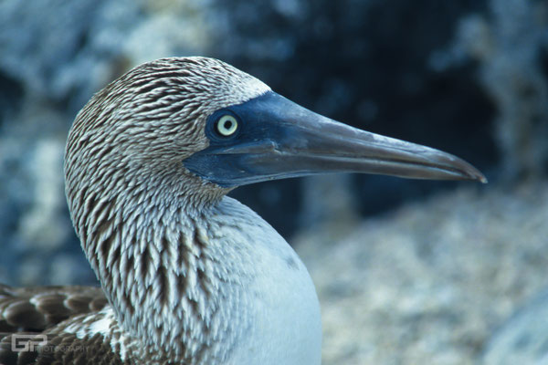 Blue-footed Booby - Galapagos, Ecuador - 1995