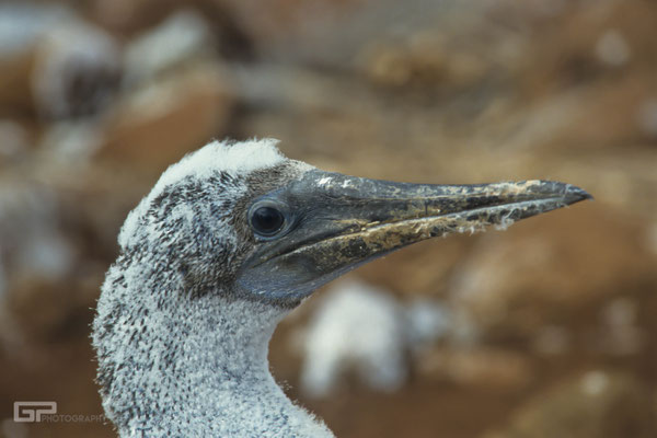 Blue-footed Booby - Galapagos, Ecuador - 1995