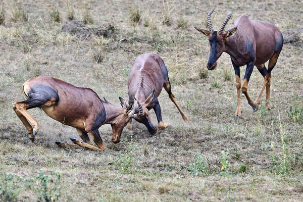 Tsessebe (Topi) / Common tsessebe(Damaliscus lunatus)