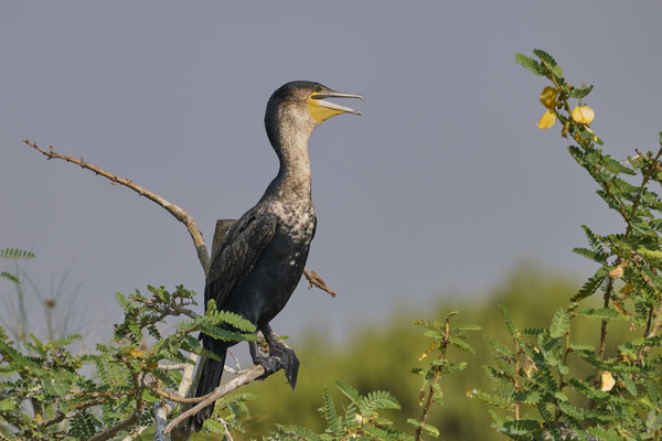 Riedscharbe oder Langschwanzkormoran / Reed cormorant or long-tailed cormorant (Microcarbo africanus