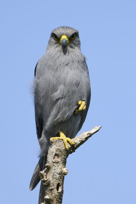 Graufalke / Grey kestrel (Falco ardosiaceus)