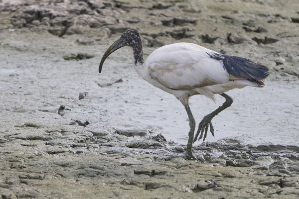 Pharaonenibis oder Heilige Ibis / African sacred ibis (Threskiornis aethiopicus)