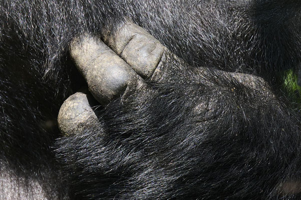 Berggorilla / Mountain gorilla (Gorilla beringei beringei)