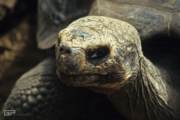 Galápagos giant tortoise- Galapagos, Ecuador - 1995