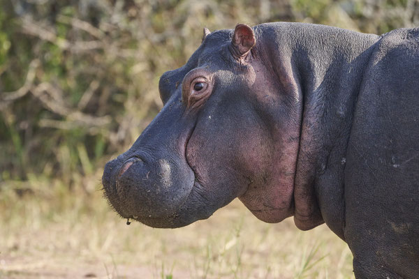 Flusspferd / Hippopotamus (Hippopotamus amphibius)