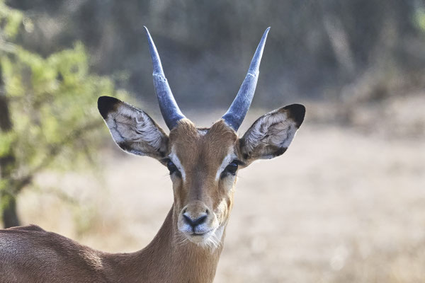 Schwarzfersenantilope oder Impala / Impala or rooibok  (Aepyceros melampus)