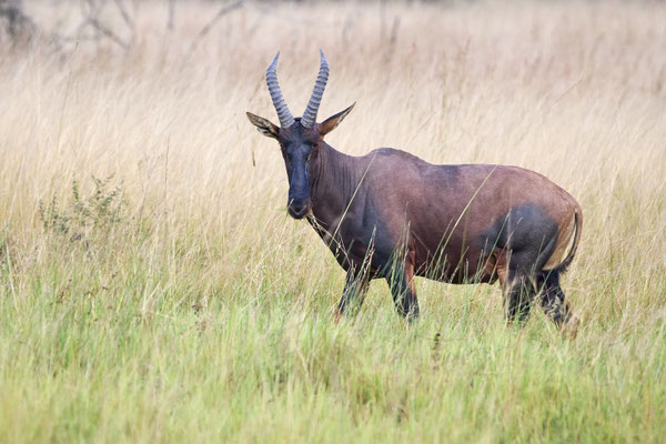 Tsessebe (Topi) / Common tsessebe(Damaliscus lunatus)
