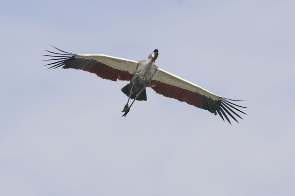 Südafrika-Kronenkranich / Grey crowned crane (Balearicina regulorum)