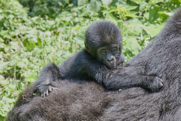 Berggorilla / Mountain gorilla (Gorilla beringei beringei)